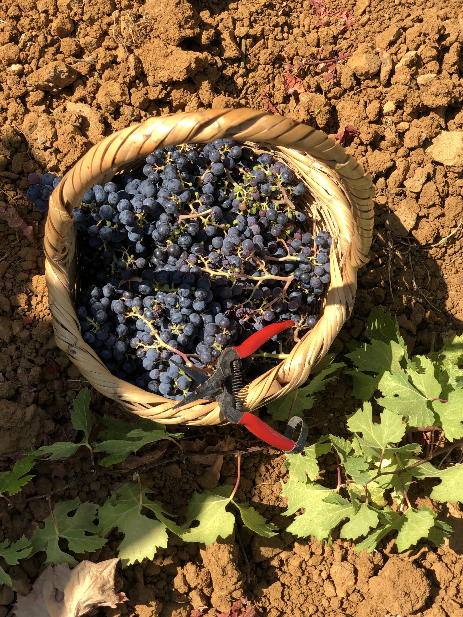 Harvest Day (9) Harvest Day (9)